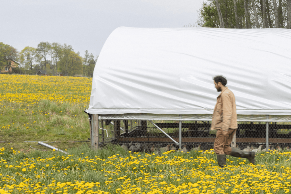 Laidunbroilereita siirrettävän suojan sisällä Tuiskula Farmilla.
